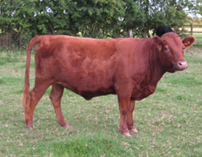 Red Dexter Cattle