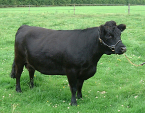 Black Dexter Cow