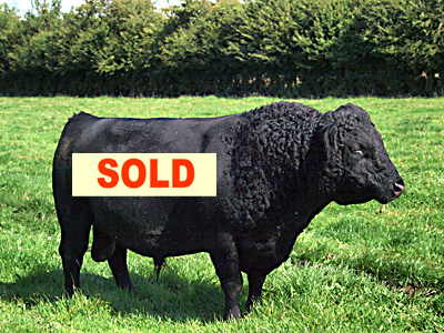 Dexter Bull for sale