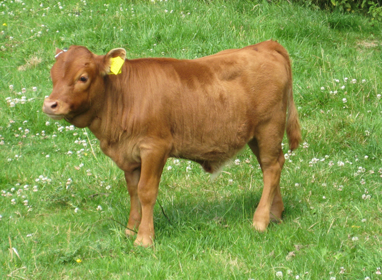 Dexter Calf