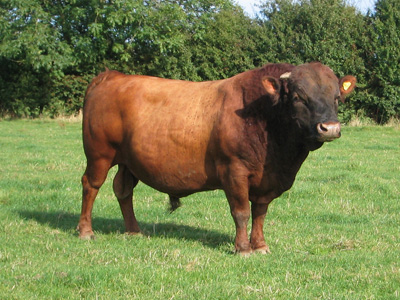 Eagleridge Dexter Bull,Red Robbie