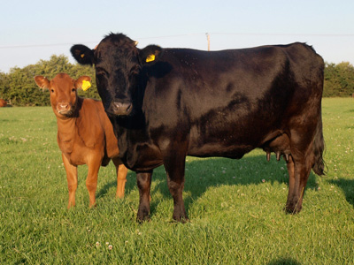 Eagleridge Dexter Cow for sale