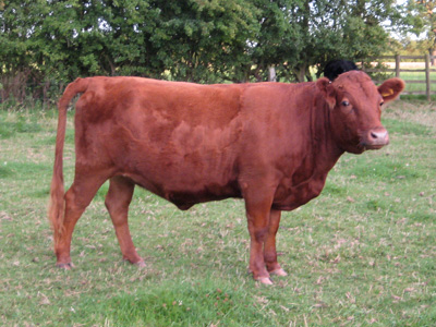 Eagleridge Dexter Cow