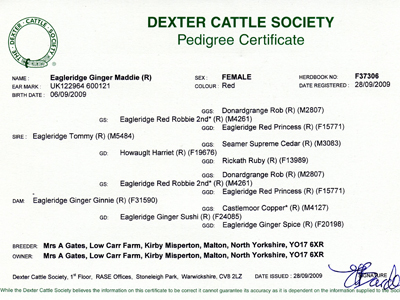 Dexter Cow Pedigree