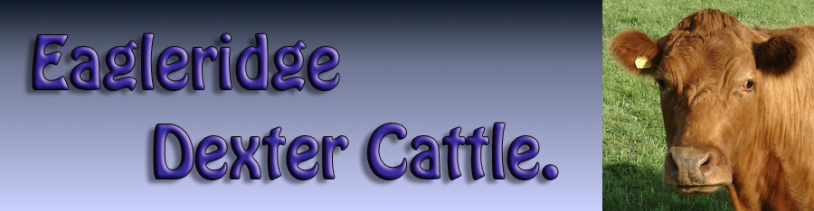 Dexter Cattle breed