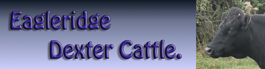 Dexter Cattle Sales